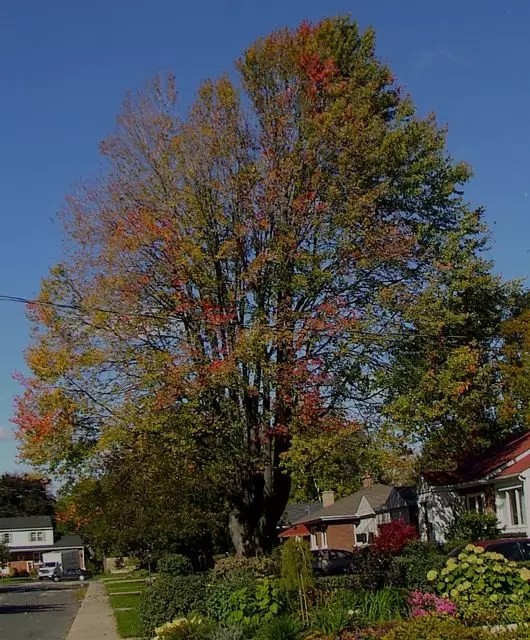 Acer x freemanii dry seed Hardwood Freeman Maple, Freeman's Maple